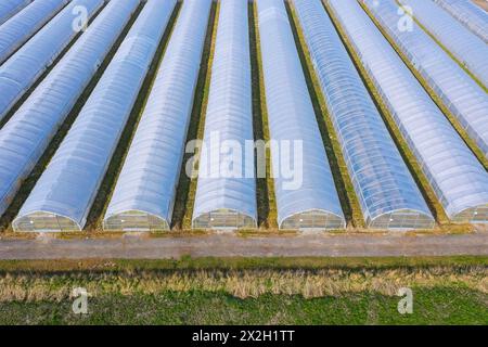 Vista aerea su poligonali / tunnel di coltivazione per la coltivazione intensiva di verdure per l'estensione della stagione e per consentire l'inverno di colture rigide Foto Stock