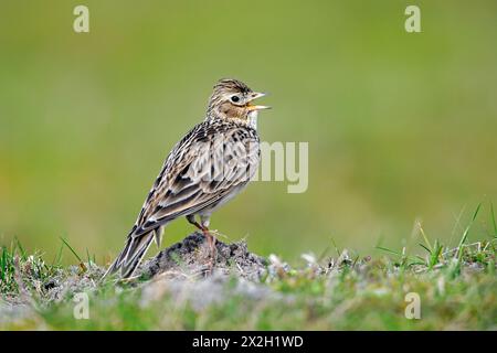 Scalogno eurasiatico (Alauda arvensis) canta / chiama per terra Foto Stock