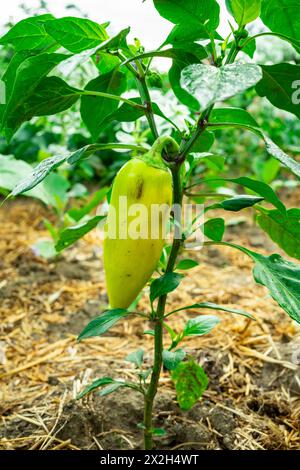 Un piccolo pepe giallo cresce su un cespuglio verde. Foto Stock