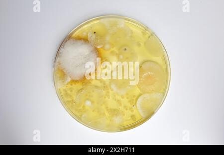 Stampo per terreno di coltura per capsule di Petri con colonie di spore per misurare la contaminazione della muffa nell'aria interna su sfondo bianco Foto Stock