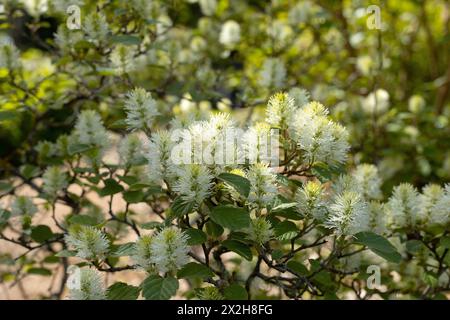 Fothergilla gardenii. Foto Stock