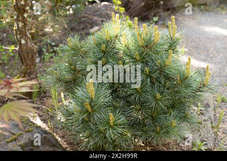 Pinus koraiensis pino coreano "palla blu". Foto Stock