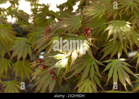 Acer shirasawanum ibrido "sensu" acero giapponese verticale primo piano, Foto Stock