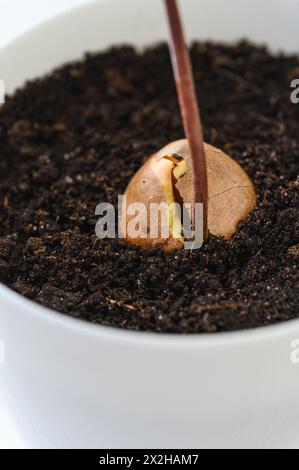 Primo piano di un seme di avocado con germoglio germogliato in una pentola su sfondo chiaro. Foto Stock