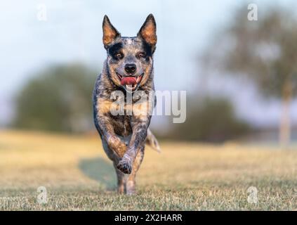 Cane australiano con la lingua fuori mentre corre al parco Foto Stock