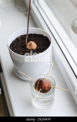 Giovane pianta di avocado in una pentola bianca, un seme di avocado che germoglia in un bicchiere d'acqua, sul davanzale. Foto Stock