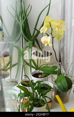 Orchidee fiorite e altre piante della casa sul davanzale della camera. Foto Stock