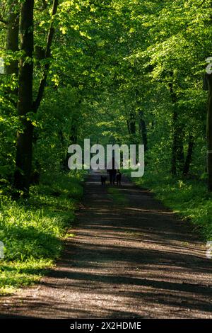 Una strada sterrata attraversa una vivace comunità di piante in una lussureggiante foresta verde, con alti alberi che costeggiano il sentiero, gettando ombra sulle piante terrestri e Foto Stock