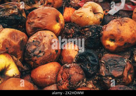 Mucchio di mele marcisce e troppo mature sul terreno del frutteto, concentrazione selettiva Foto Stock