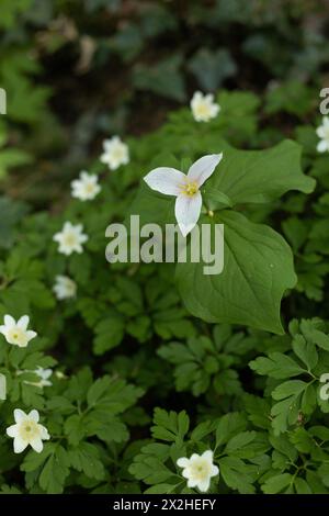Fiore del Pacific trillium circondato da fiori di anemone in legno. Foto Stock