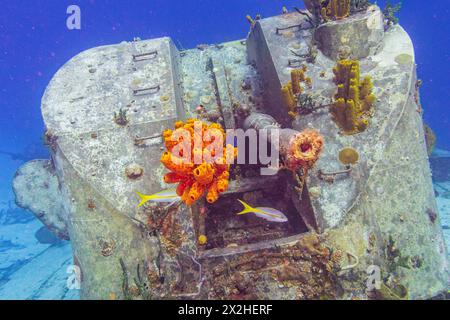Spugne a tubo bloccate alla fine della canna di una torretta di cannoni sull'ex-russo Destroyer M/V capitano Keith Tibbets come fiori in pistole nel 60 Foto Stock