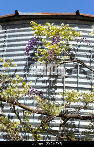 Vigne e fiori di Wisteria che crescono lungo il fianco di un edificio in metallo ondulato. Foto Stock