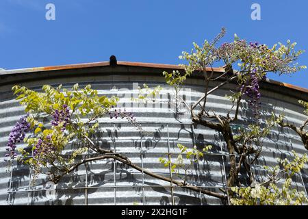 Vigne e fiori di Wisteria che crescono lungo il fianco di un edificio in metallo ondulato. Foto Stock