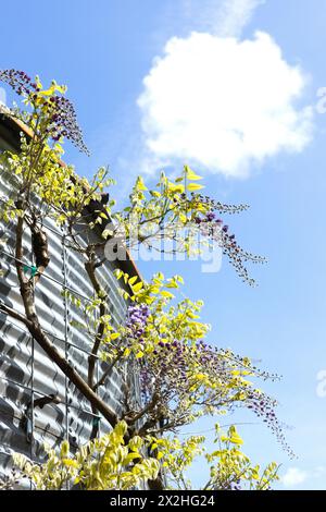 Vigne e fiori di Wisteria che crescono lungo il fianco di un edificio in metallo ondulato. Foto Stock