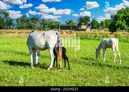 Una cavalla con puledro appena nato al pascolo Foto Stock