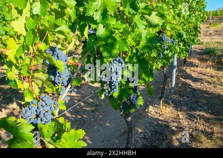 Vigneti in vendemmia autunnale. Grandi grappoli di uve da vino rosso con il sole. Foto Stock