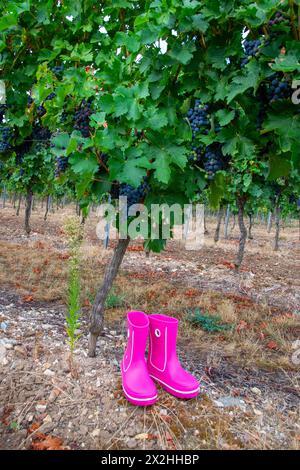 Stivali in gomma rosa con splendidi vigneti verdi in autunno. Stile country. Uva e vino. Sfondo naturale. Foto Stock