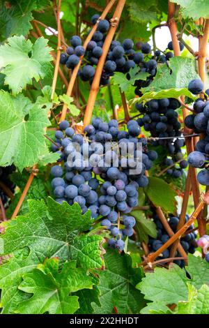 Vigneti in vendemmia autunnale. Grandi grappoli di uve da vino rosso con il sole. Foto Stock