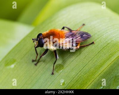 Un'ape femminile adulta imita l'hoverfly del Regno Unito, Merodon equestris, narciso fly. Le larve si nutrono del cuore dei narcisi e delle gocce di neve. Foto Stock