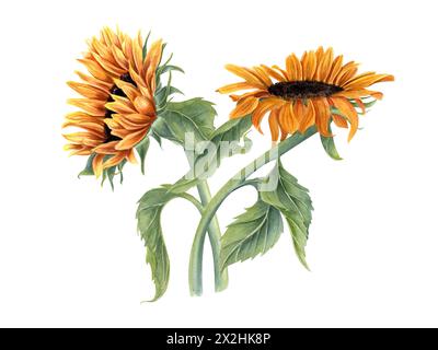 Bouquet con due bellissimi girasoli. Fiori estivi di arancio giallo su stelo con foglie. Testa di fiore. Fiori di campo. Illustrazione acquerello Foto Stock