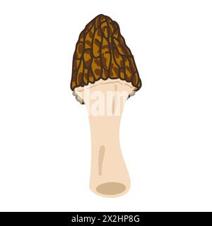 Funghi Morel. Stile piatto alla moda disegnato a mano, famiglia di funghi commestibili, morel spugnoso, cibo biologico sano, cibo vegetariano, funghi freschi isolati su sfondo bianco. Illustrazione vettoriale Illustrazione Vettoriale