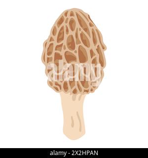 Funghi Morel. Stile piatto alla moda disegnato a mano, famiglia di funghi commestibili, morel spugnoso, cibo biologico sano, cibo vegetariano, funghi freschi isolati su sfondo bianco. Illustrazione vettoriale Illustrazione Vettoriale