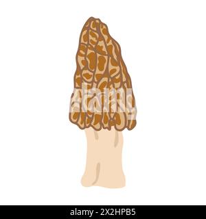 Funghi Morel. Stile piatto alla moda disegnato a mano, famiglia di funghi commestibili, morel spugnoso, cibo biologico sano, cibo vegetariano, funghi freschi isolati su sfondo bianco. Illustrazione vettoriale Illustrazione Vettoriale