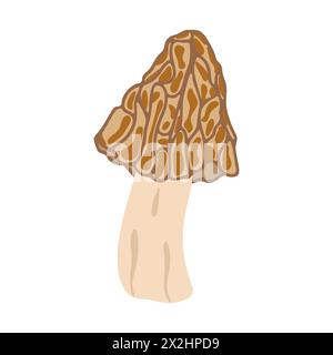 Funghi Morel. Stile piatto alla moda disegnato a mano, famiglia di funghi commestibili, morel spugnoso, cibo biologico sano, cibo vegetariano, funghi freschi isolati su sfondo bianco. Illustrazione vettoriale Illustrazione Vettoriale