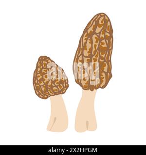 Funghi Morel. Stile piatto alla moda disegnato a mano, famiglia di funghi commestibili, morel spugnoso, cibo biologico sano, cibo vegetariano, funghi freschi isolati su sfondo bianco. Illustrazione vettoriale Illustrazione Vettoriale