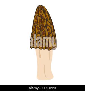 Funghi Morel. Stile piatto alla moda disegnato a mano, famiglia di funghi commestibili, morel spugnoso, cibo biologico sano, cibo vegetariano, funghi freschi isolati su sfondo bianco. Illustrazione vettoriale Illustrazione Vettoriale