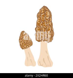 Funghi Morel. Stile piatto alla moda disegnato a mano, famiglia di funghi commestibili, morel spugnoso, cibo biologico sano, cibo vegetariano, funghi freschi isolati su sfondo bianco. Illustrazione vettoriale Illustrazione Vettoriale