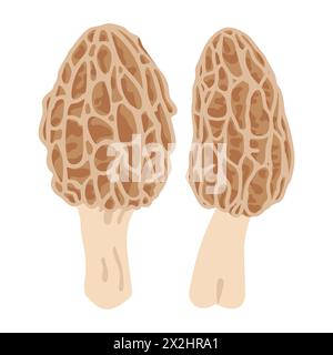 Funghi Morel. Stile piatto alla moda disegnato a mano, famiglia di funghi commestibili, morel spugnoso, cibo biologico sano, cibo vegetariano, funghi freschi isolati su sfondo bianco. Illustrazione vettoriale Illustrazione Vettoriale