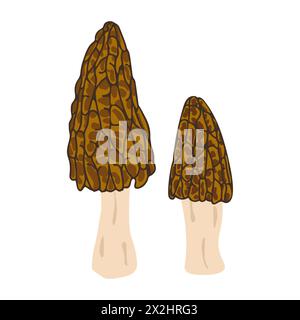 Funghi Morel. Stile piatto alla moda disegnato a mano, famiglia di funghi commestibili, morel spugnoso, cibo biologico sano, cibo vegetariano, funghi freschi isolati su sfondo bianco. Illustrazione vettoriale Illustrazione Vettoriale