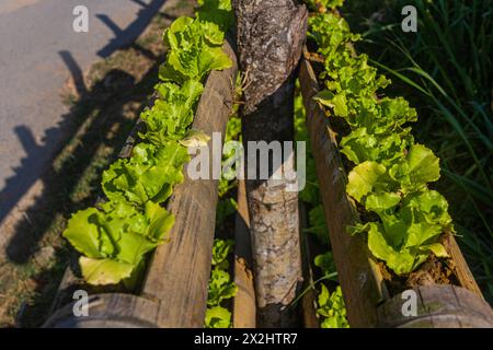 Lattuga coltivata in pezzi di bambù a Phongsali, Laos Foto Stock