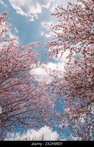 Perfezione botanica in una vista ravvicinata dei fiori di ciliegio o melo colorati, i loro petali brillano sotto il sole di primavera. Foto Stock