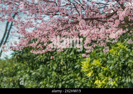Perfezione botanica in una vista ravvicinata dei fiori di ciliegio o melo colorati, i loro petali brillano sotto il sole di primavera. Foto Stock