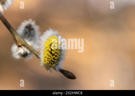 Salice di capra in fiore (Salix caprea), gattini di fiori con polline su un ramo, primo piano, Renania settentrionale-Vestfalia, Germania Foto Stock