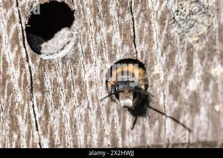 Ape di muratore rosso arrugginito (Osmia bicornis), Emsland, bassa Sassonia, Germania Foto Stock