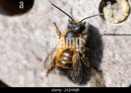 Ape di muratore rosso arrugginito (Osmia bicornis), Emsland, bassa Sassonia, Germania Foto Stock