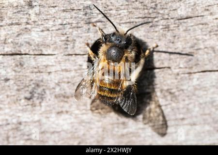 Ape di muratore rosso arrugginito (Osmia bicornis), Emsland, bassa Sassonia, Germania Foto Stock