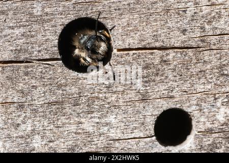 Ape di muratore rosso arrugginito (Osmia bicornis), Emsland, bassa Sassonia, Germania Foto Stock