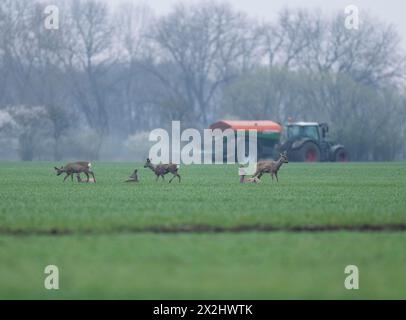 Caprioli europei (Capreolus capreolus) con pellicce invernali in piedi e sdraiati su un campo di grano, trattore con spanditore di fertilizzante dietro, Turingia Foto Stock