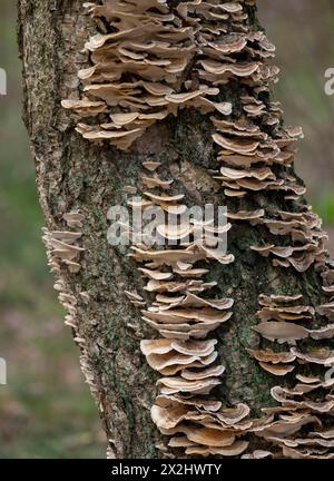 Tramete a farfalla (Trametes versicolor), molti corpi fruttiferi su una betulla morta (Betula), bassa Sassonia, Germania Foto Stock