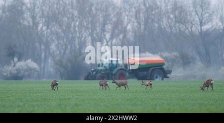 Caprioli europei (Capreolus capreolus) con pelliccia invernale in un campo di grano, trattore con spanditore di fertilizzante dietro, Turingia, Germania Foto Stock