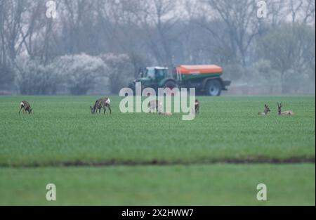 Caprioli europei (Capreolus capreolus) con pellicce invernali in piedi e sdraiati su un campo di grano, trattore con spanditore di fertilizzante dietro, Turingia Foto Stock