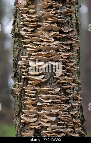 Tramete a farfalla (Trametes versicolor), molti corpi fruttiferi su una betulla morta (Betula), bassa Sassonia, Germania Foto Stock