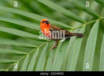 Fogna rossa (Foudia madagascariensis), maschio, seduto su una palma, che si trova in Madagascar, prigioniero Foto Stock