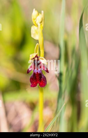 Orchidea volata (Ophrys insectifera) in fiore su un prato Foto Stock