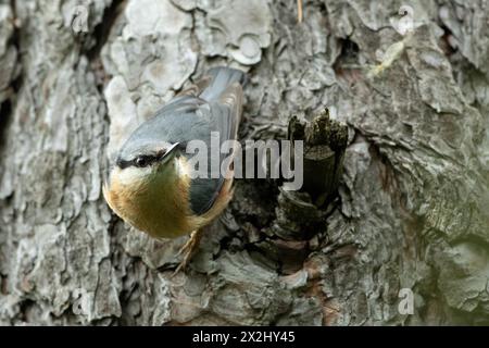 Nuthatch appeso al tronco dell'albero visto dalla parte anteriore destra Foto Stock