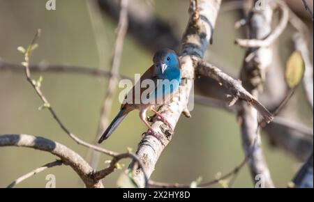 Blue waxbill (Uraeginthus angolensis) seduta su una diramazione, Kruger National Park, Sudafrica Foto Stock